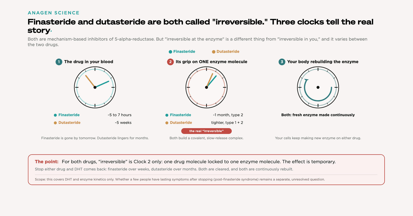 Three clocks for finasteride and dutasteride: the drug in your blood, its grip on one enzyme molecule, and your body rebuilding the enzyme