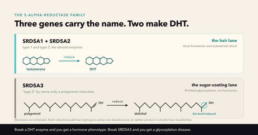 Three genes carry the 5-alpha-reductase name, but only SRD5A1 and SRD5A2 make DHT while SRD5A3 reduces polyprenol to dolichol